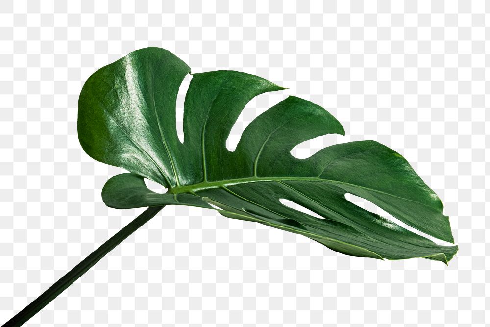 Split leaf philodendron, monstera plant | Premium PNG Sticker - rawpixel