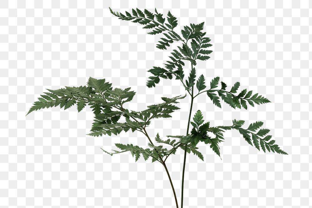  Fresh green leatherleaf fern design element