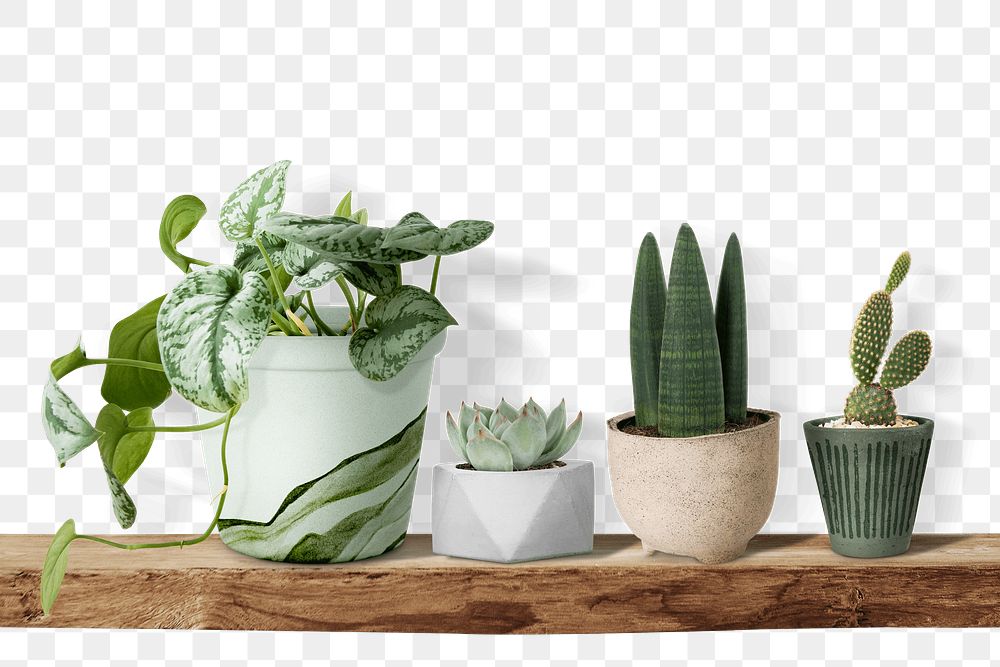 Cute small plants mockup png on a shelf