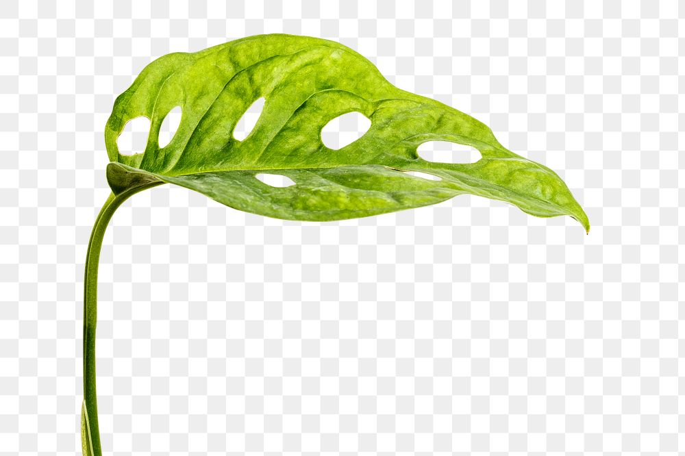 Monstera obliqua leaf design element