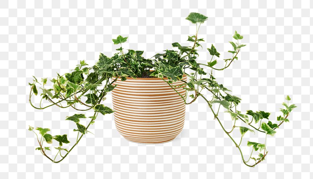 Devil's ivy png mockup in a ceramic pot