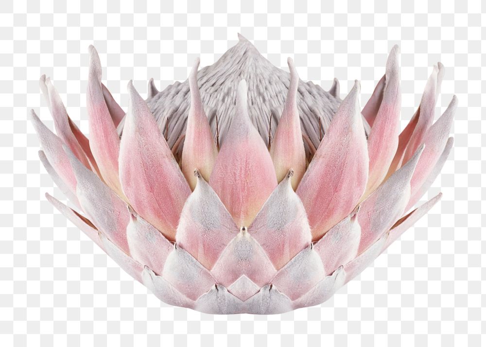 Protea png, white flower clipart, transparent background