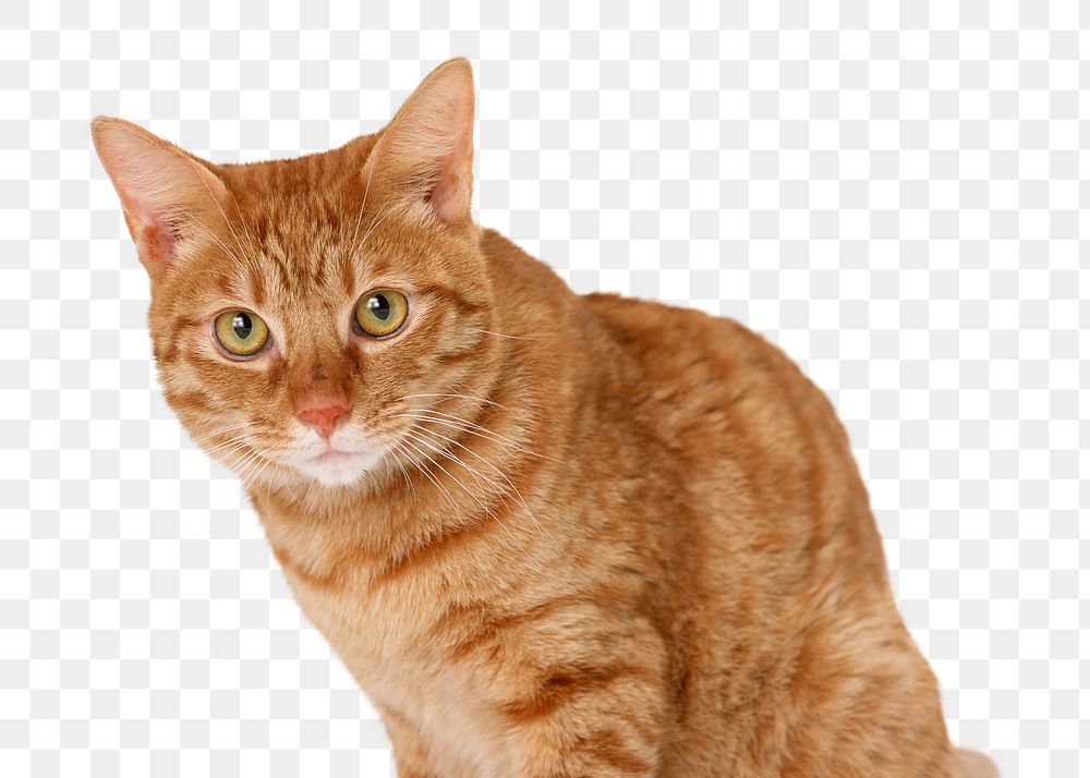 Ginger cat png, cute pet, transparent background