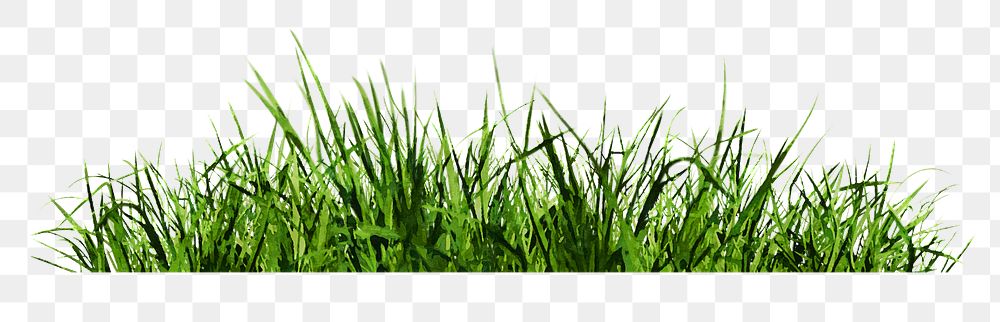 Green grass png sticker on transparent background