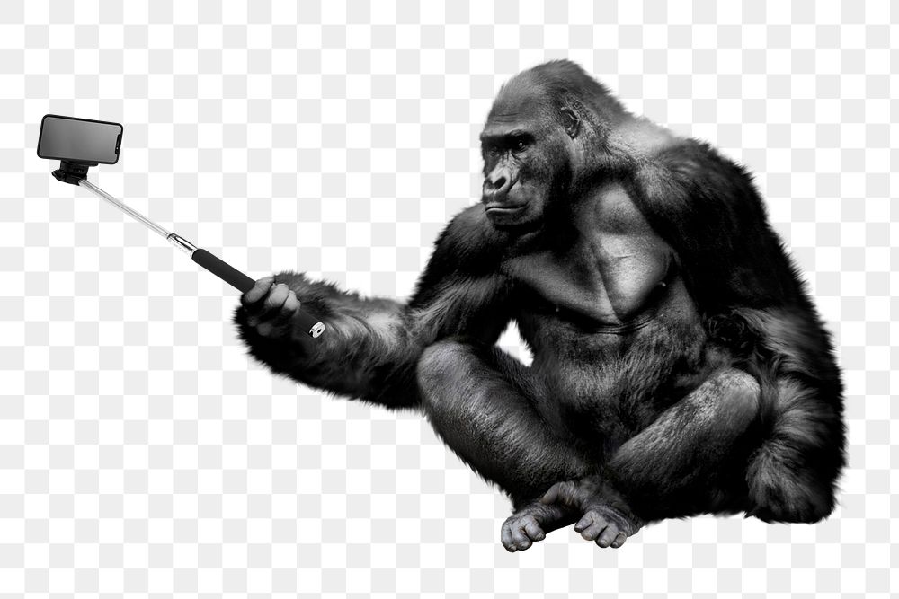 Gorilla png holding selfie stick clipart, zoo animal