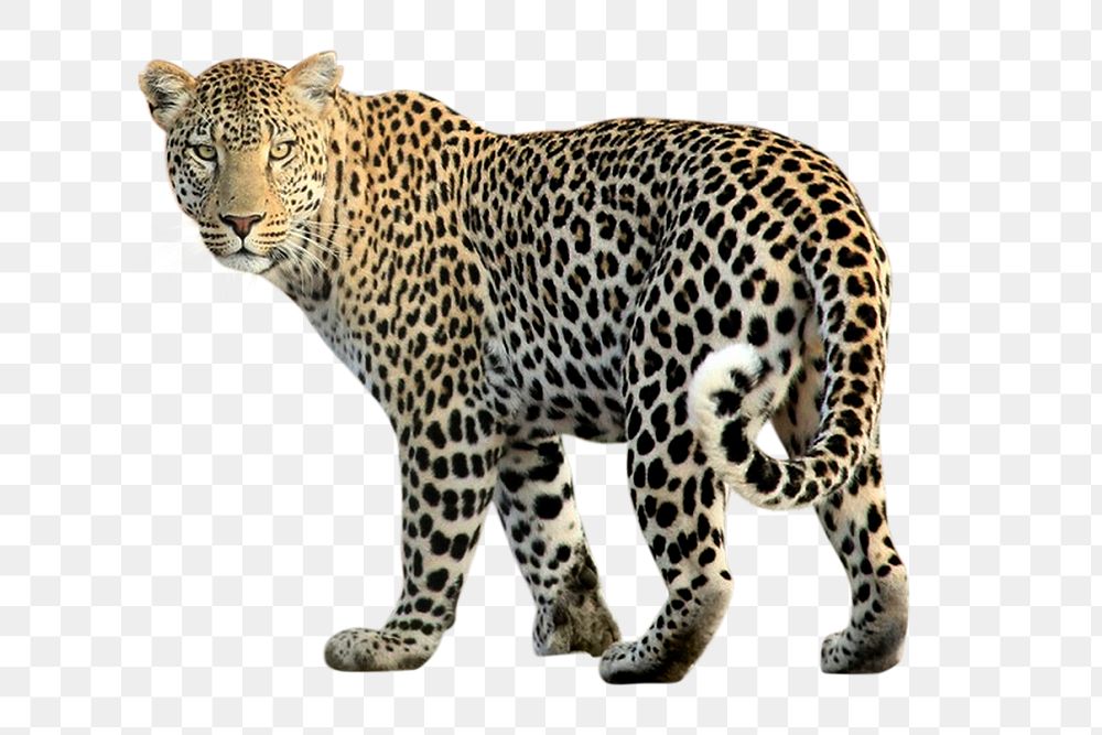 Leopard png clipart, wildlife, transparent background