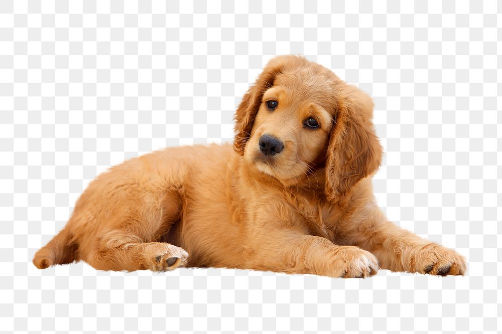 Puppy png clipart, Golden Retriever dog, transparent background