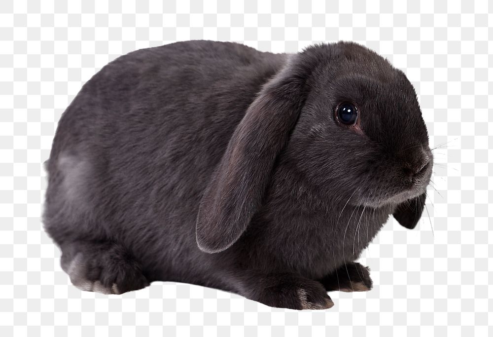 Black bunny png clipart, Holland Lop, transparent background