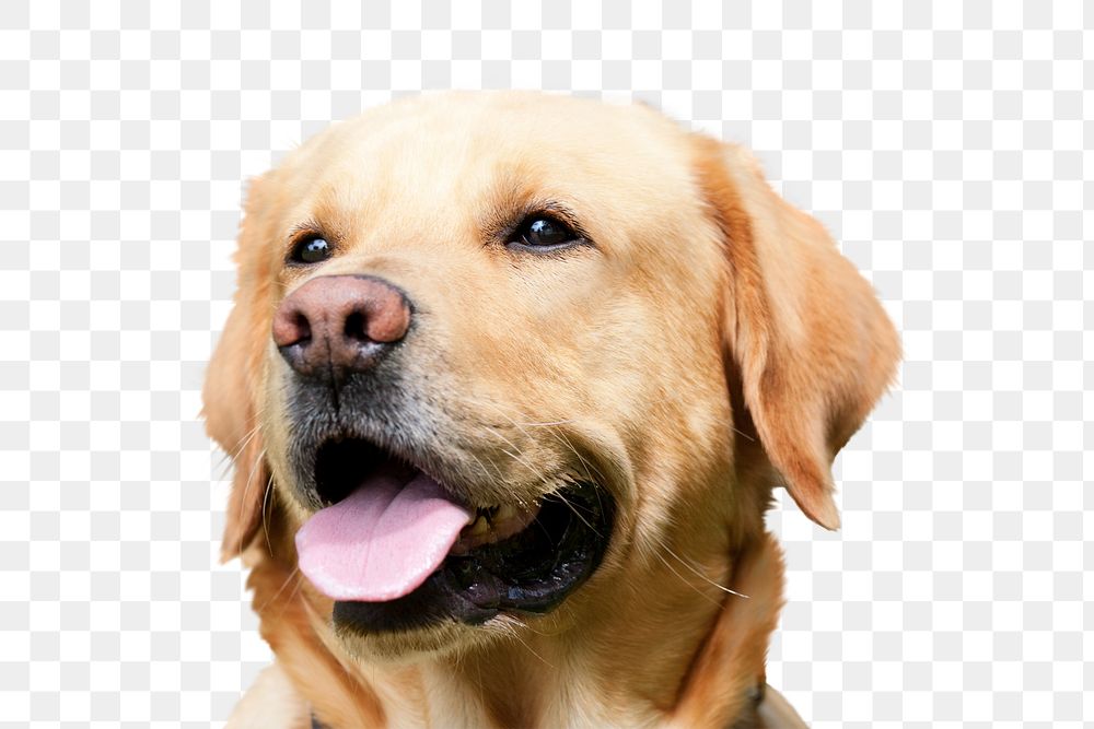 Labrador retriever png, dog, transparent background