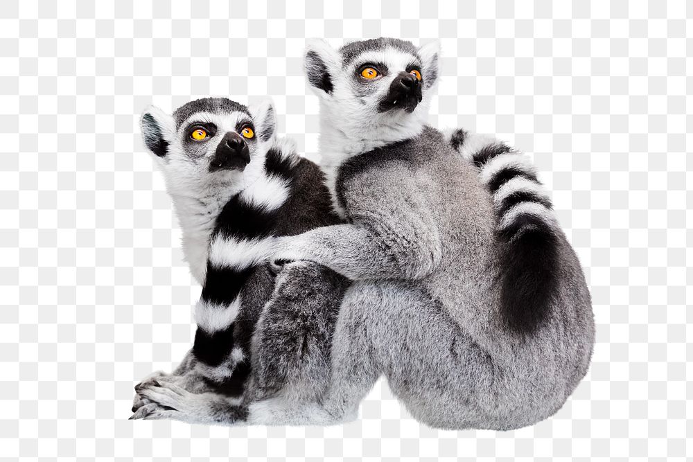 Lemur png, animal, transparent background