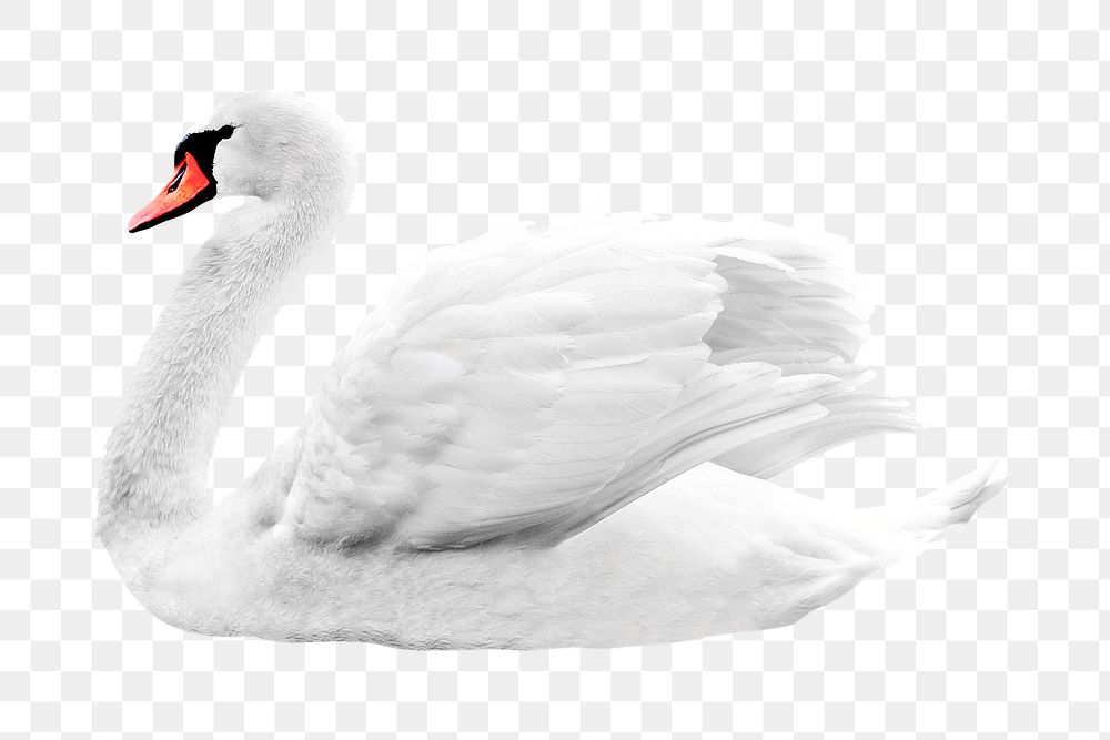 White swan png clipart, bird, transparent background
