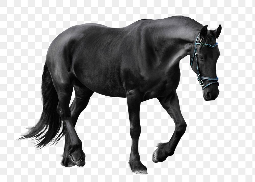 Black horse png clipart, pet, transparent background