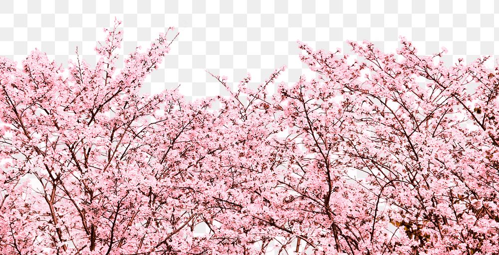 Cherry blossom png border, transparent background, pink flower aesthetic