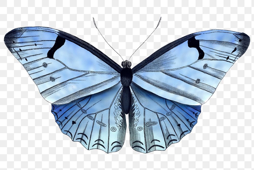 Png butterfly sticker, blue illustration, remixed from vintage public domain images