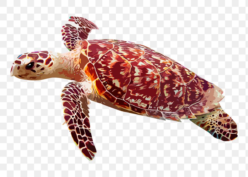 Sea turtle png sticker, transparent background