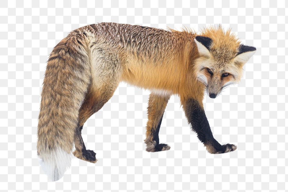 Red fox png sticker, animal cut out on transparent background