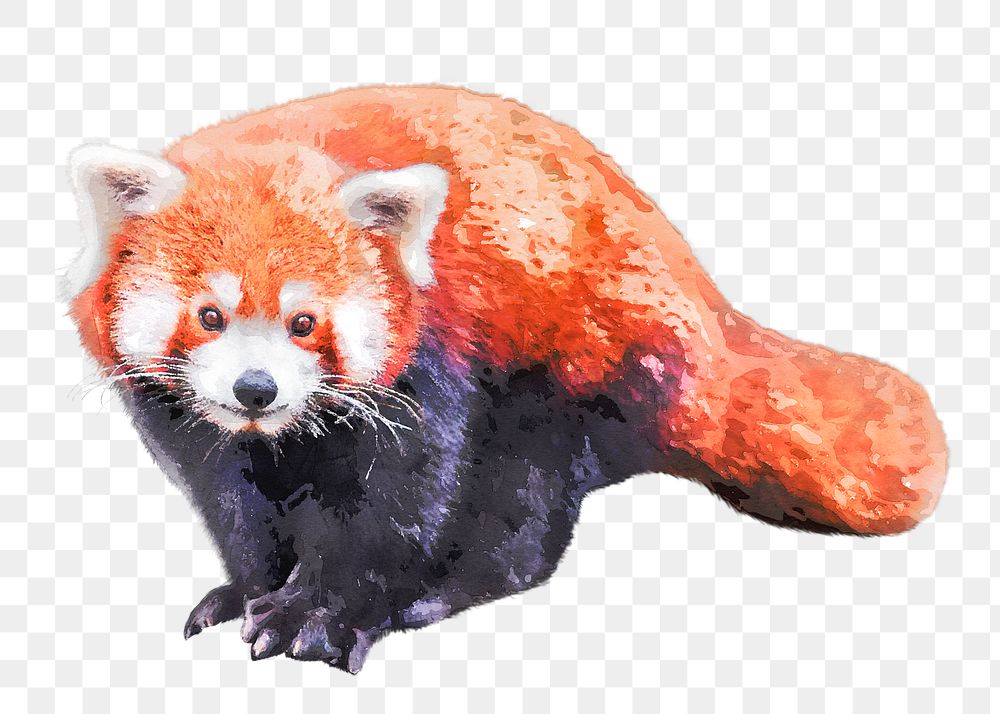 Red panda png illustration on transparent background in watercolor