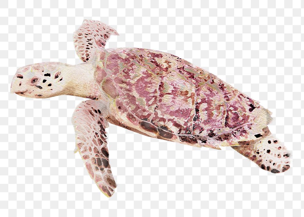 Turtle png illustration on transparent background in watercolor