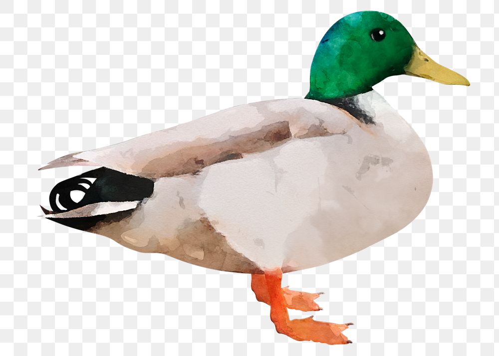 Mallard duck png sticker, watercolor illustration, transparent background