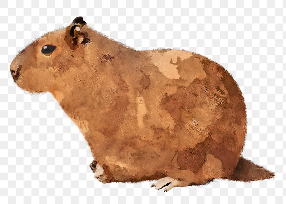 Capybara png sticker, watercolor illustration, transparent background
