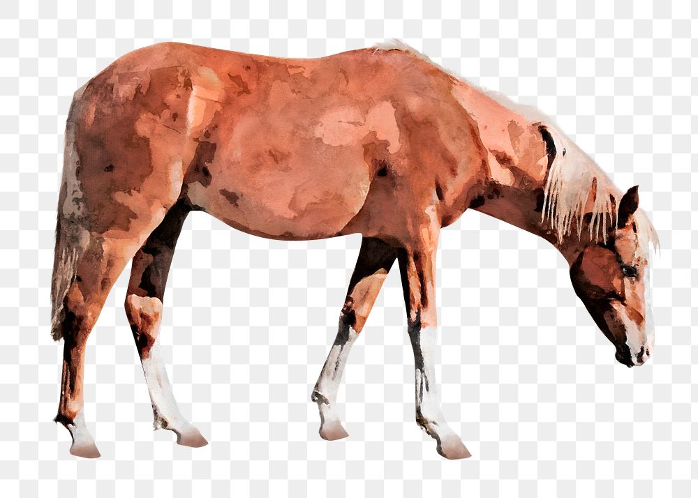 Brown horse png sticker, watercolor illustration, transparent background