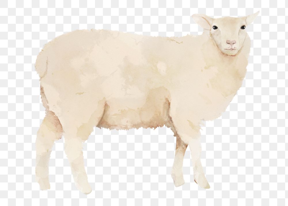 Sheep png sticker, watercolor illustration, transparent background