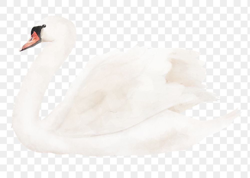 White swan png sticker, watercolor illustration, transparent background