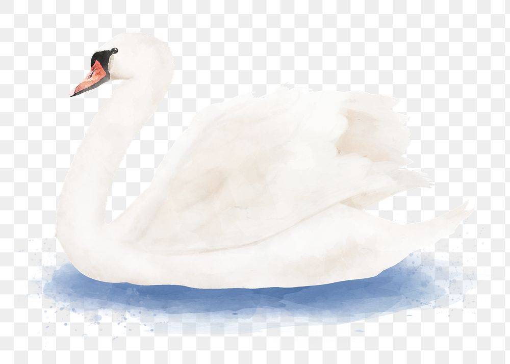 Mute swan png sticker, watercolor illustration, transparent background