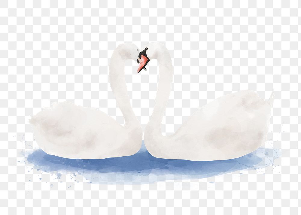 Couple swans png sticker, watercolor illustration, transparent background