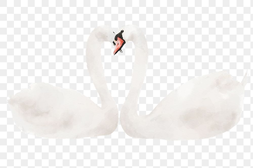 Swans png sticker, watercolor illustration, transparent background