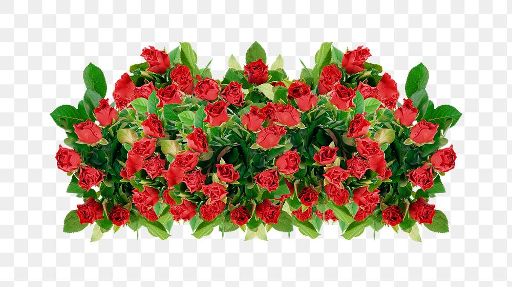 Rose bush png sticker on transparent background