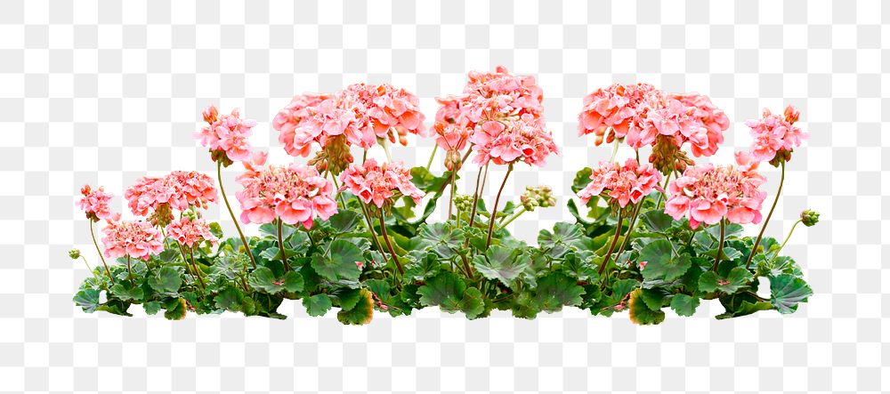 Pink flower bush png sticker on transparent background