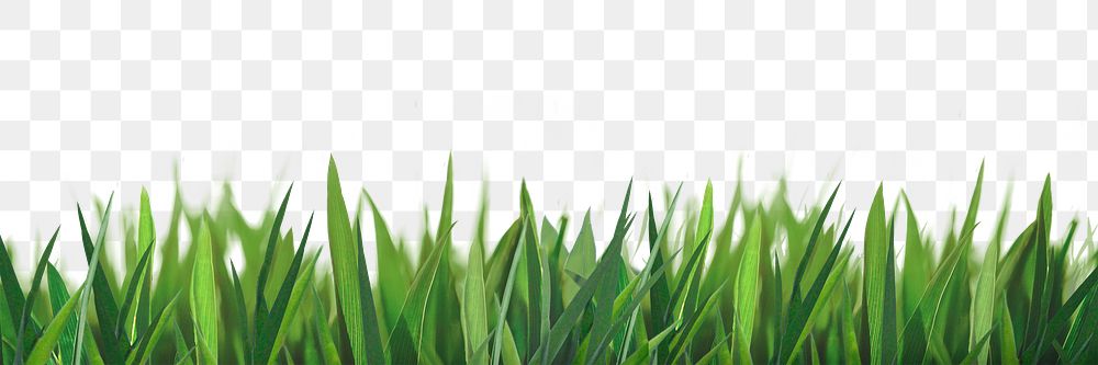 Grass png sticker on transparent background