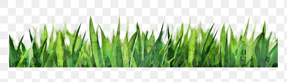 Green grass png sticker, watercolor illustration on transparent background