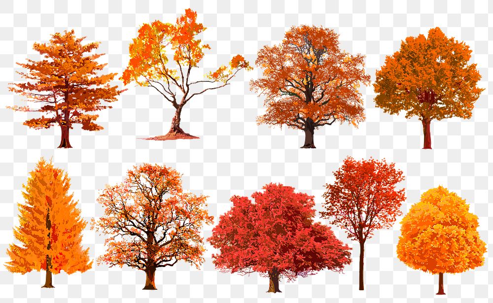 Autumn tree png stickers, watercolor illustration set on transparent background