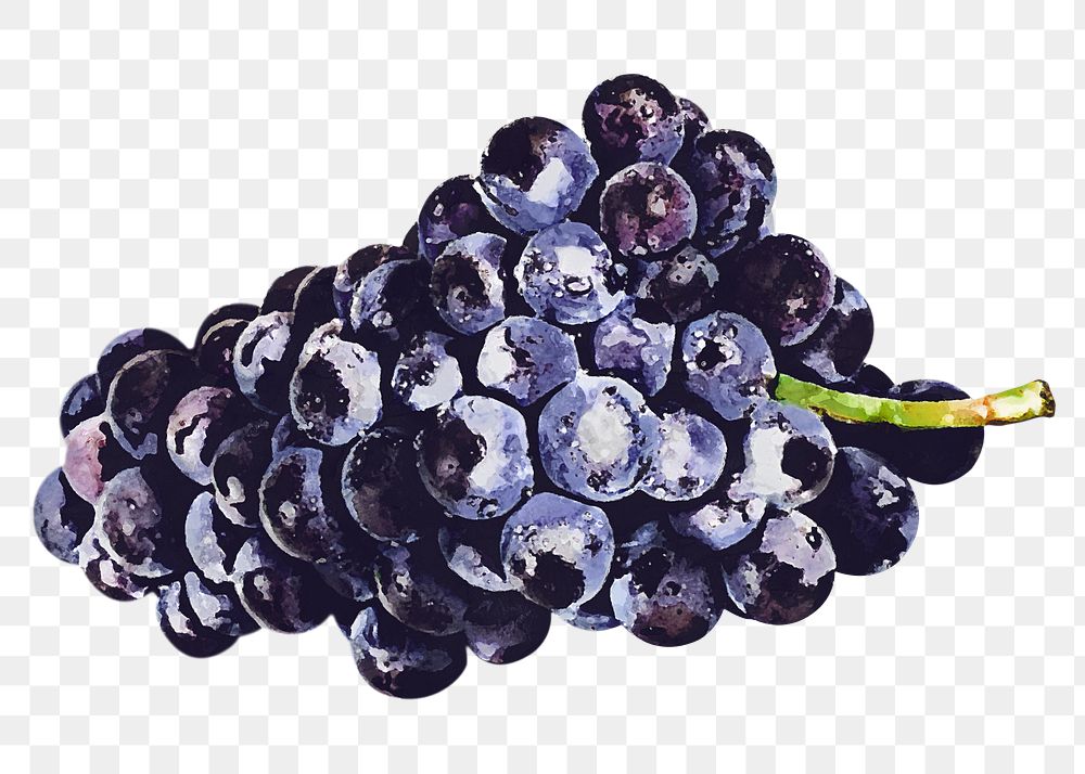 Black grape png clipart, fruit drawing on transparent background