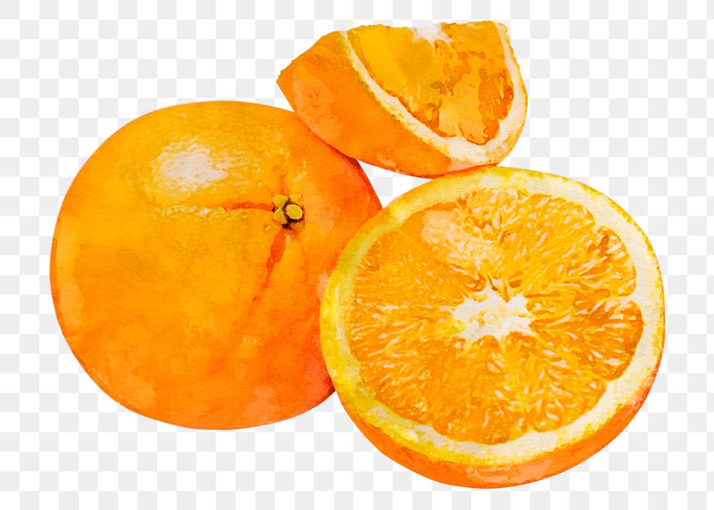 Mandarin oranges png clipart, fruit drawing on transparent background