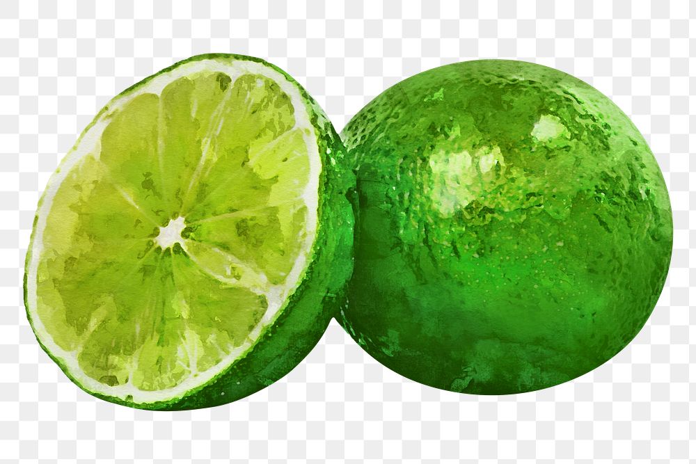 Lime png clipart, fruit drawing on transparent background