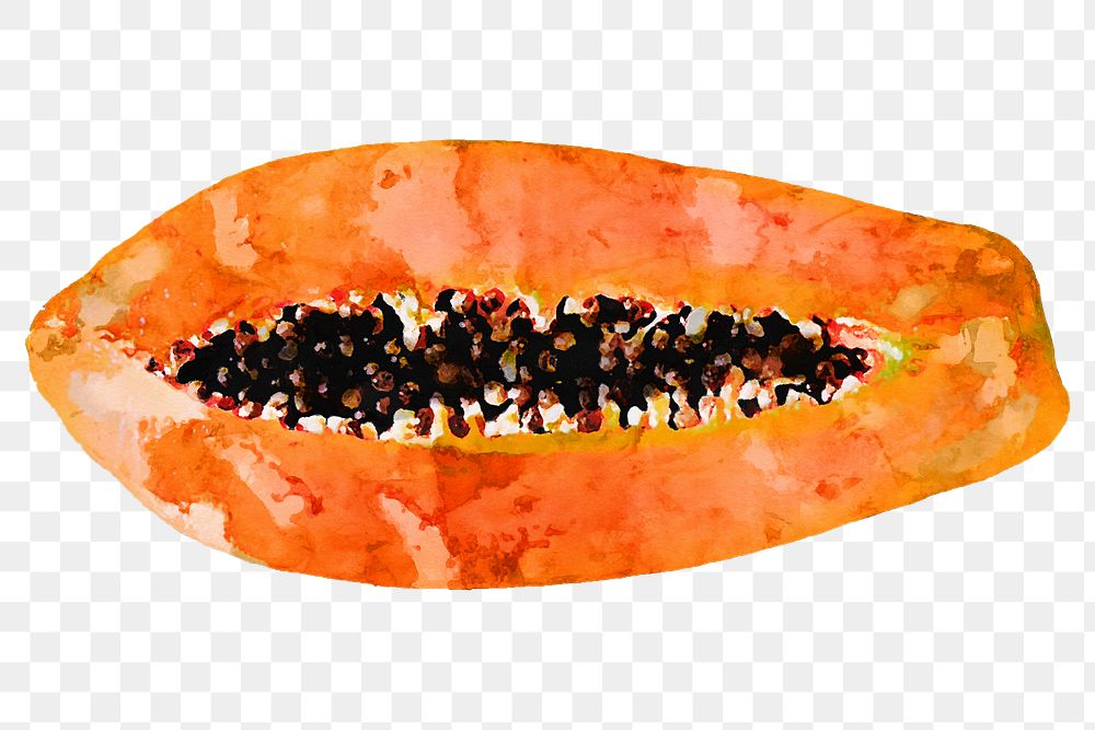 Papaya png clipart, fruit drawing on transparent background