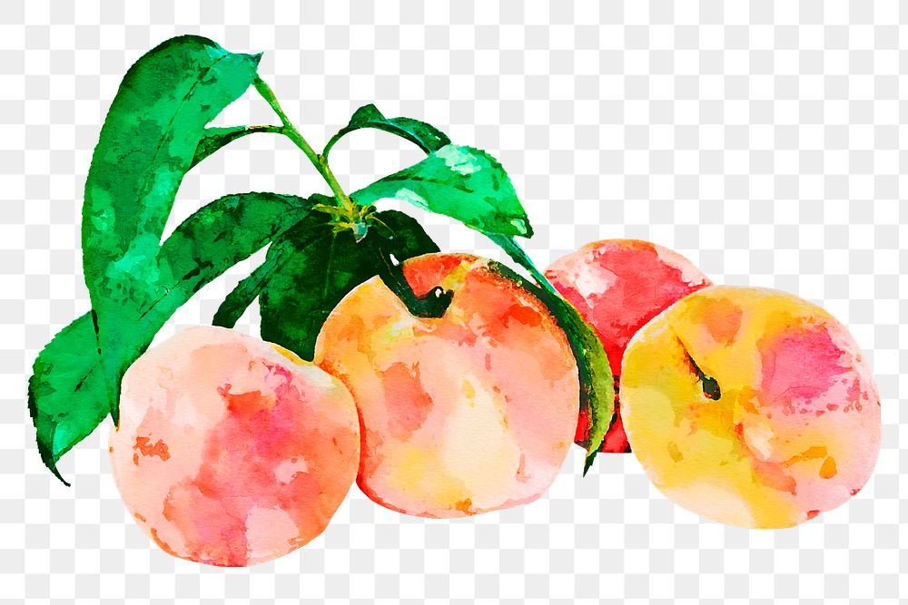 Peaches png clipart, fruit drawing on transparent background