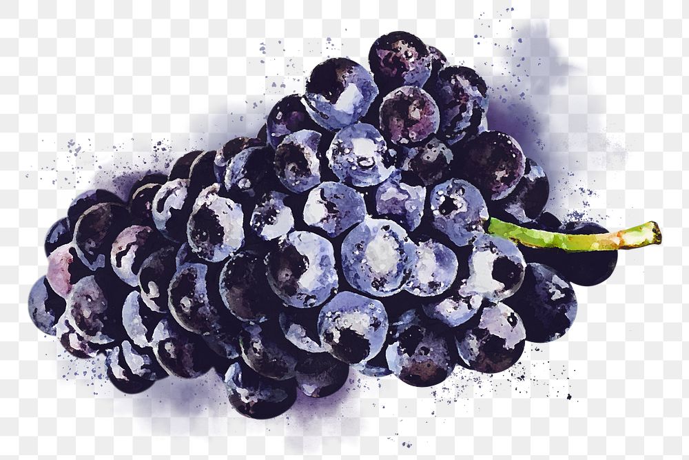 Black grape png clipart, fruit drawing on transparent background