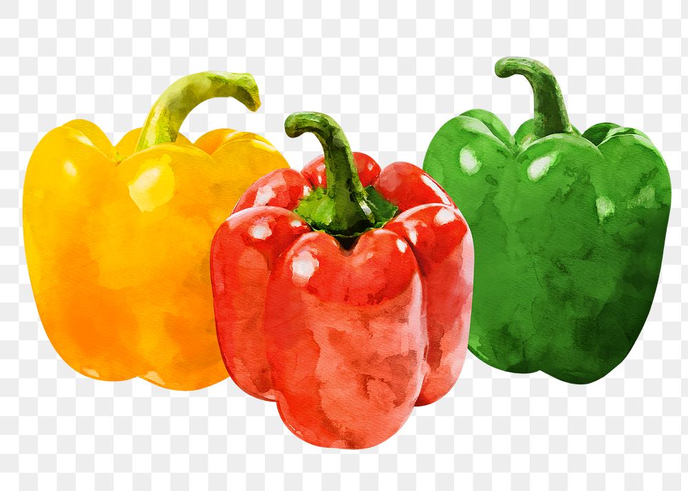 Bell pepper png clipart, vegetable drawing on transparent background