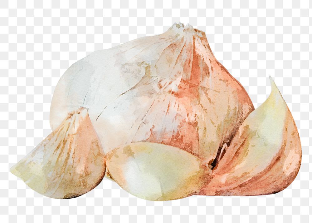 Garlic png clipart, vegetable drawing on transparent background