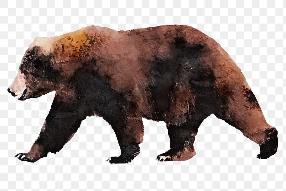 Brown bear png sticker, watercolor illustration, transparent background