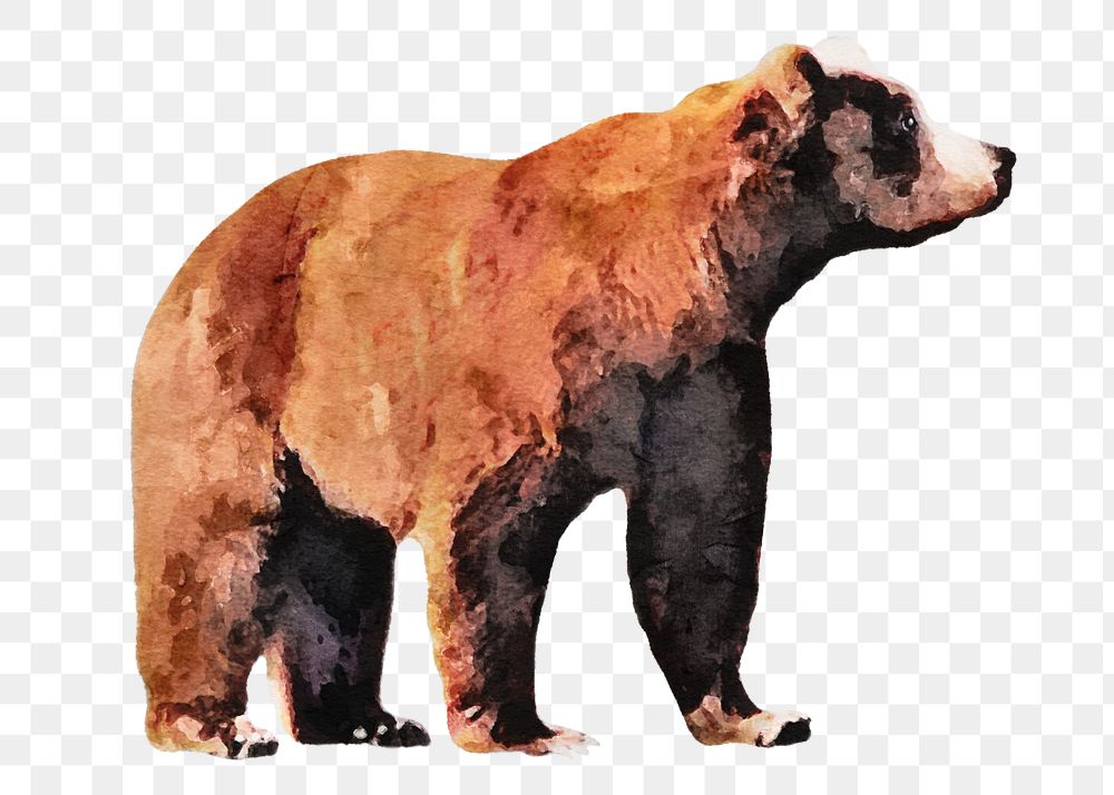 Bear png sticker, watercolor illustration, transparent background