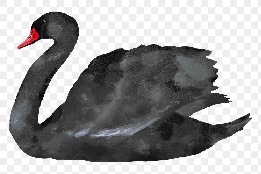Black swan png sticker, watercolor illustration, transparent background