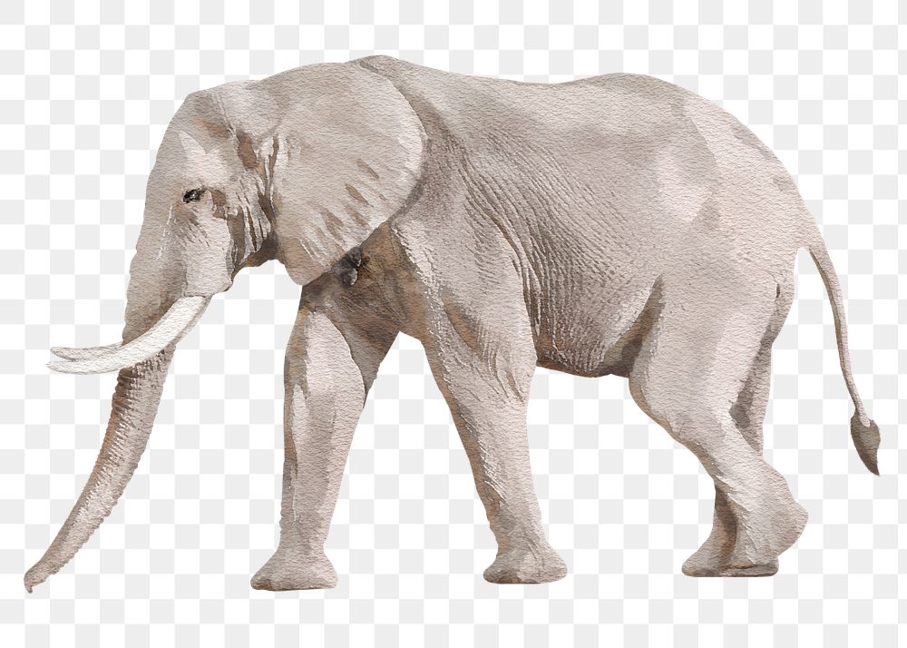 African elephant png sticker, watercolor illustration, transparent background