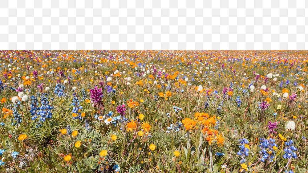 Spring wildflowers png border, transparent background