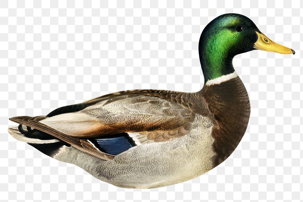 Mallard duck png sticker, animal vintage illustration on transparent background