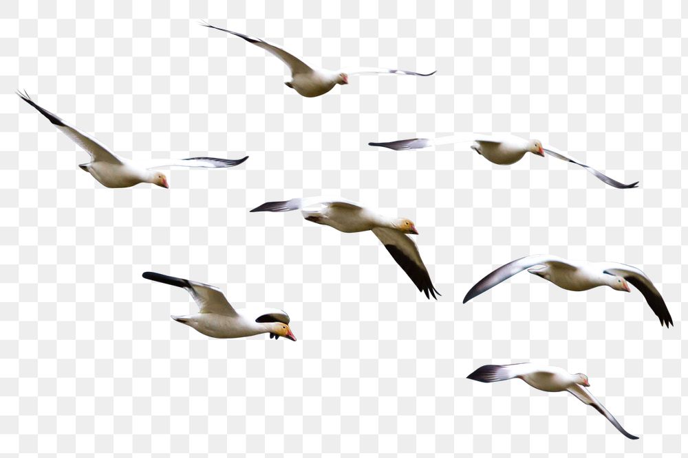 Flying birds png, animal collage element on transparent background